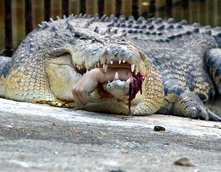croc