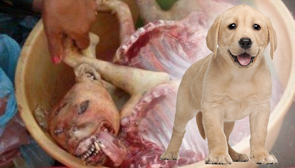 viande-de-chien