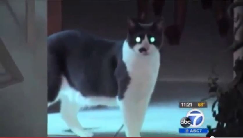 cat