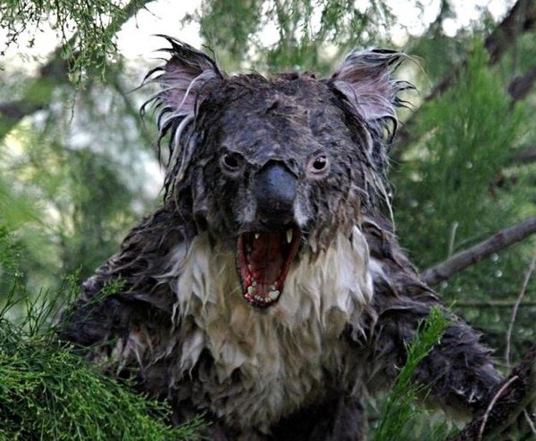 koala01
