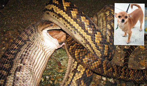 snake