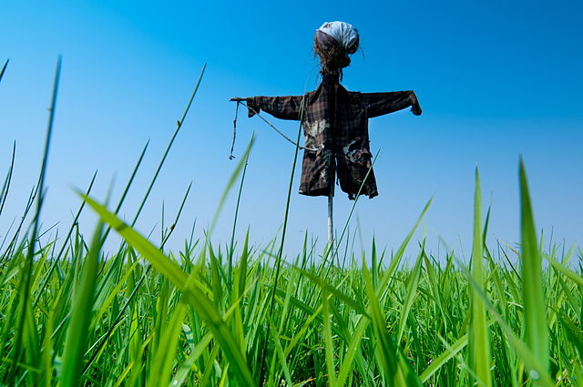 640px-scarecrow_in_field