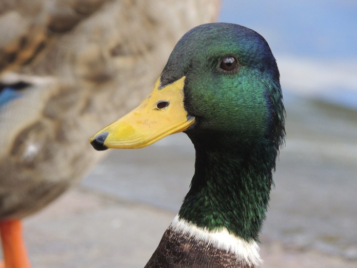 canard