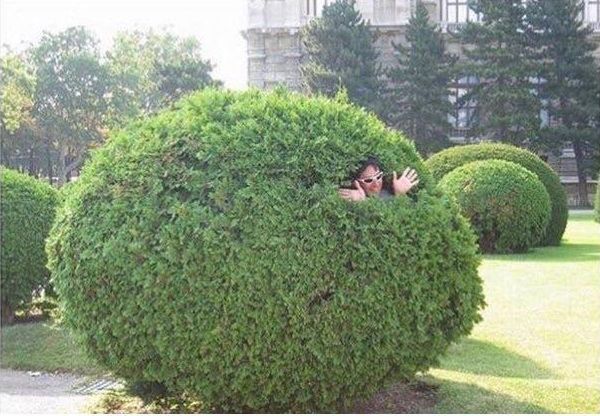 vegana